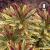 Euphorbia Ascot Rainbow.jpg